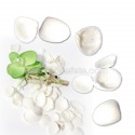 Coquillages mer blanc x 100 g